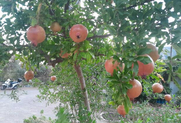 Mazı Cansu Apart - Görsel 45